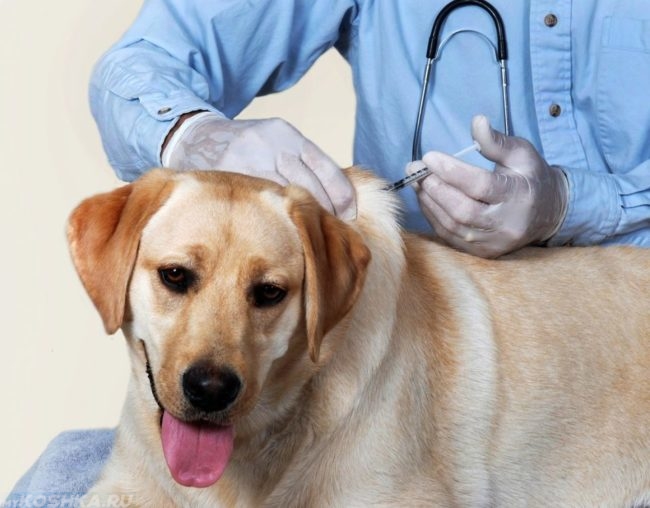 Прививка собаке в ветеринарной клинике
