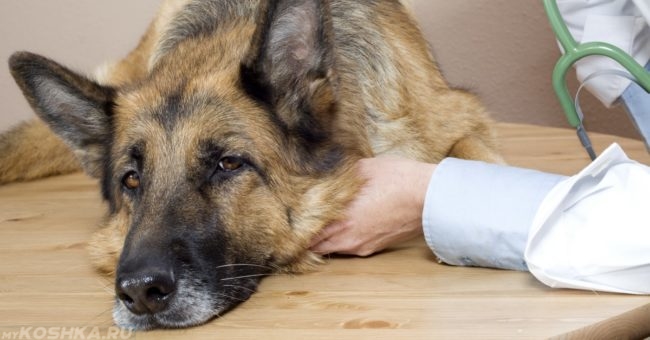 Заболевший пес у ветеринара