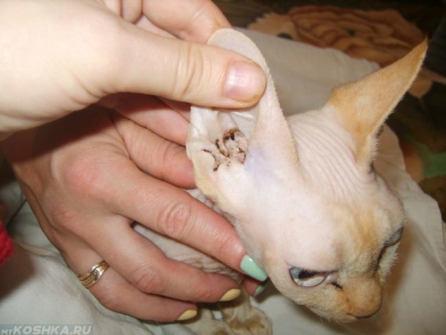 Ушной клещ у кошки и руки человека