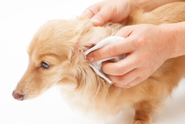 Протирание уха у собаки белой салфеткой