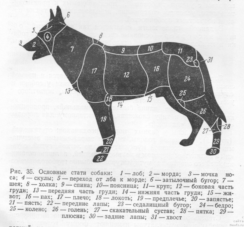 Где холка у собаки картинка