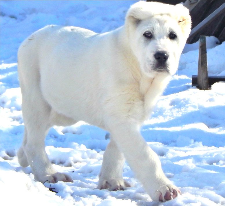 Фото белых алабаев