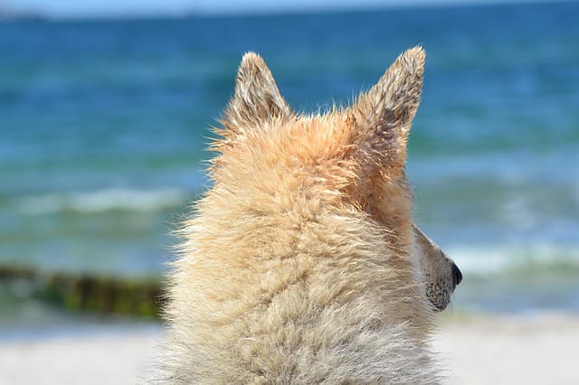Dog Ears and Sea