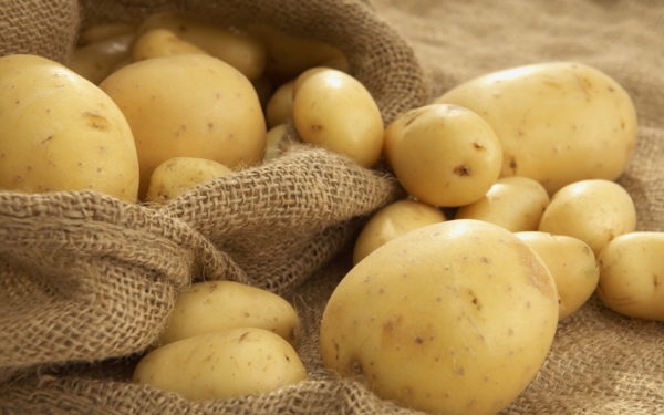 Употребление картофеля запрещено как малышам, так и взрослым особям