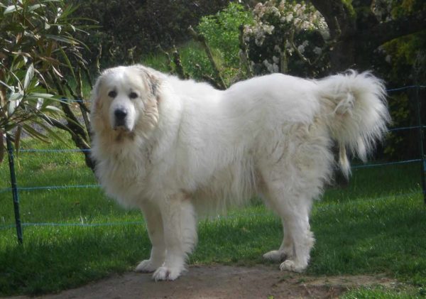 Белый цвет шерсти достался Аргентинскому догу от Пиренейской собаки