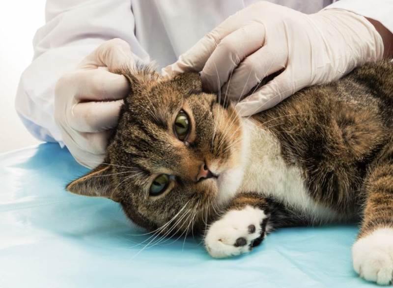 Антибиотики эффективны против грибковых поражений у кошек