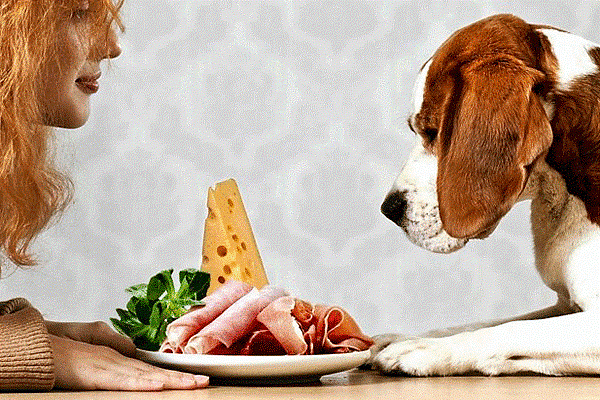 Ответственный владелец никогда не предложит собаке опасную пищу