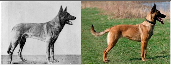 Малинуа: слева 1904-го года, справа – современная собака
