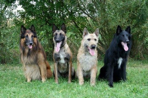 Представители бельгийской линии собак