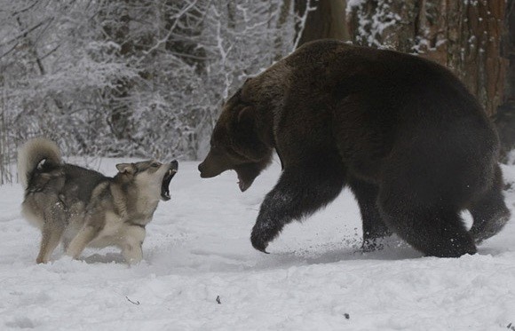 Драка восточно-сибирской лайки и медведя