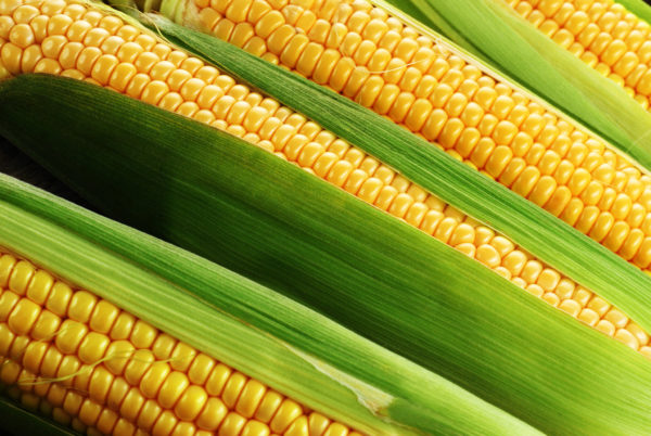 Не желательно включать кукурузу в рацион питомца