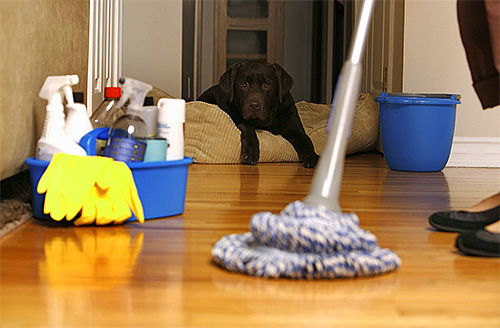 Как избавиться от запаха собаки в квартире?