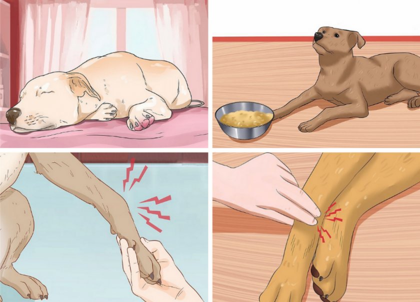 Симптомы ОПН у собак