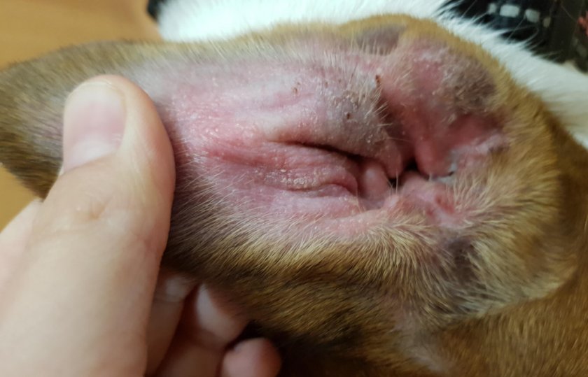 Аллергия у собаки в ухе