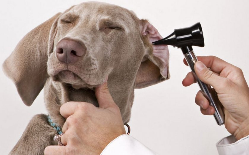 Лечение отита у собаки