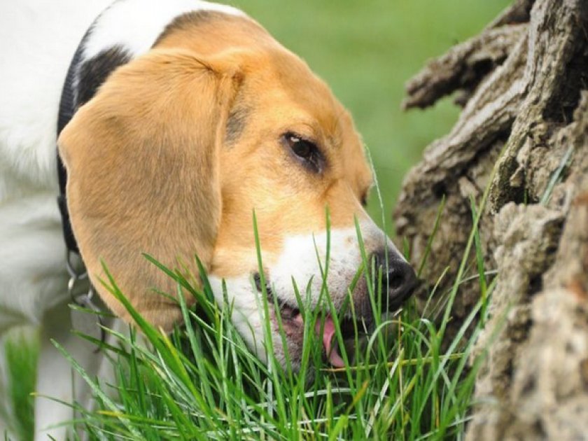 Собака ест траву на прогулке