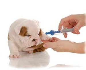 щенку делают прививку