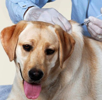 ветеринар делает прививку собаке