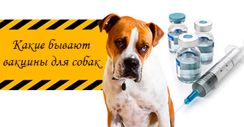 вакцины для собак