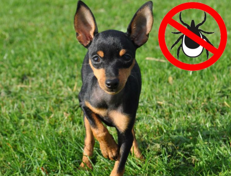 Как лучше защитить собаку от нападения клеща