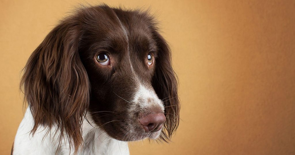 У собаки урчит в животе – причины и лечение