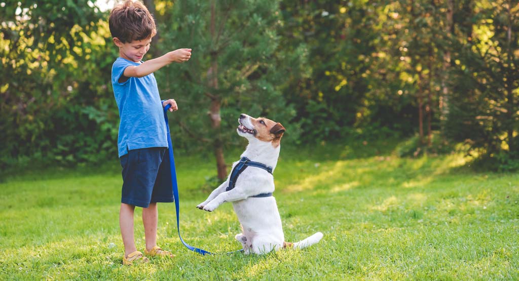 When to Start Teaching Puppy Commands