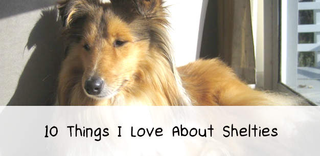 10 Things I Love About Shelties