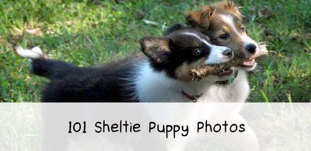 101 Cute Sheltie Puppies
