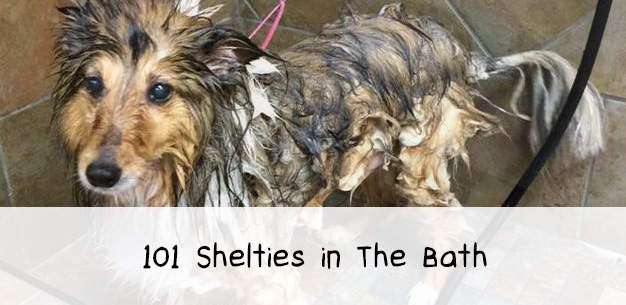 101 Shetland Sheepdogs in The Bath