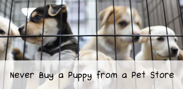 Why You Should Never Buy a Puppy From a Pet Store