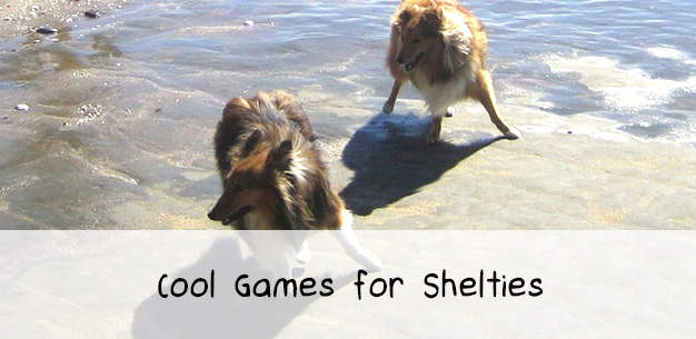 3 Cool Dog Games for Shelties