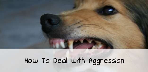 How to Deal with Dog Aggression