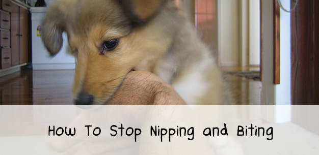 How to Stop Puppies Nipping and Play Biting