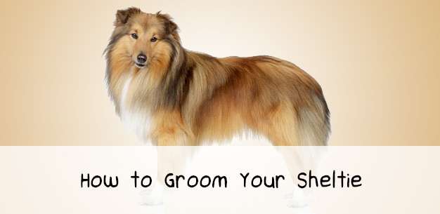 How to Groom a Shetland Sheepdog