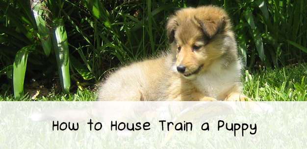 Housetraining a Puppy