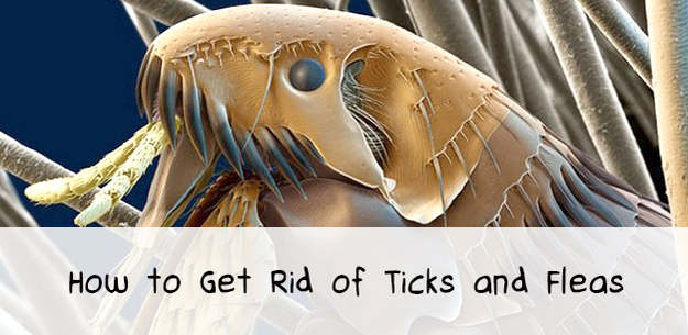 How to Kill Fleas and Ticks on Your Dog