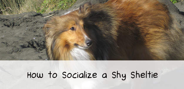 How to Socialize a Shy Dog