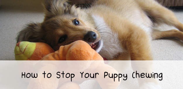 How to Stop Your Puppy Chewing