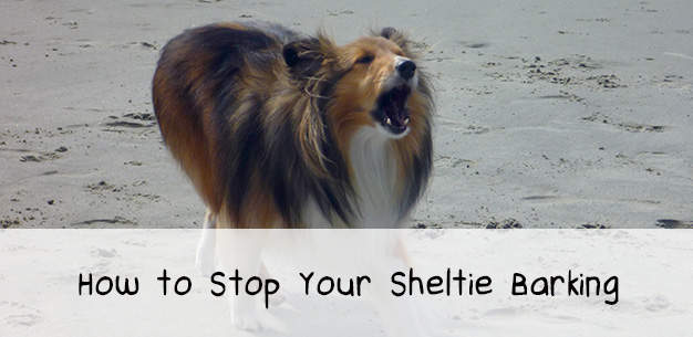 How to Stop Your Sheltie Barking