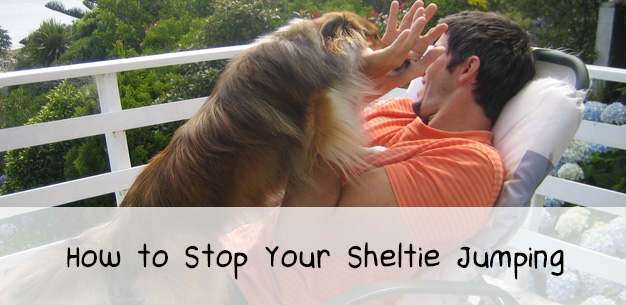 How to Stop Your Sheltie Jumping