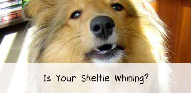 How to Stop Your Puppy Whining