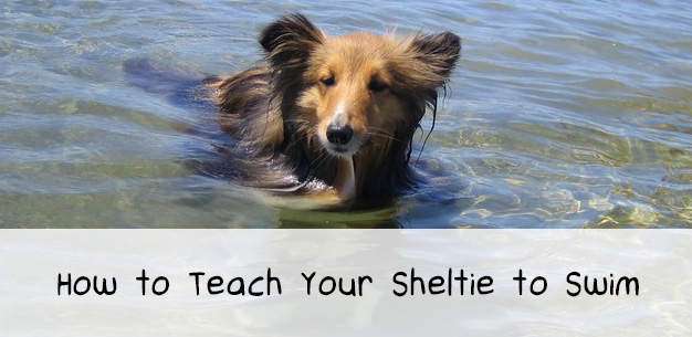 How to Teach Your Sheltie to Swim