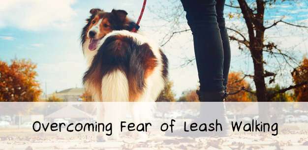 Fear of Leash Walking in Shelties