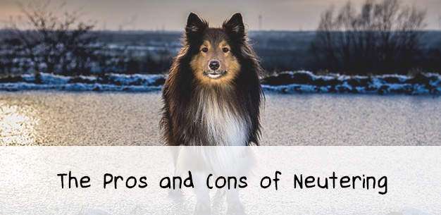 The Pros and Cons of Neutering a Sheltie