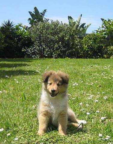 Sheltie puppies can be re-homed at 8 weeks