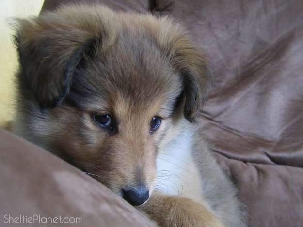 Sheltie puppy being deliberately cute