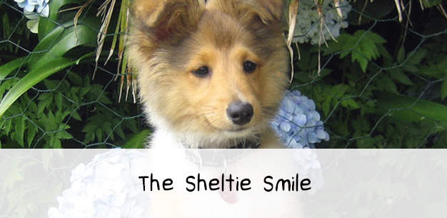 The Sheltie Smile