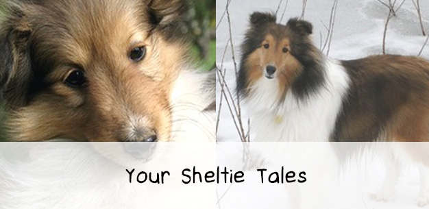 Your Sheltie Tales