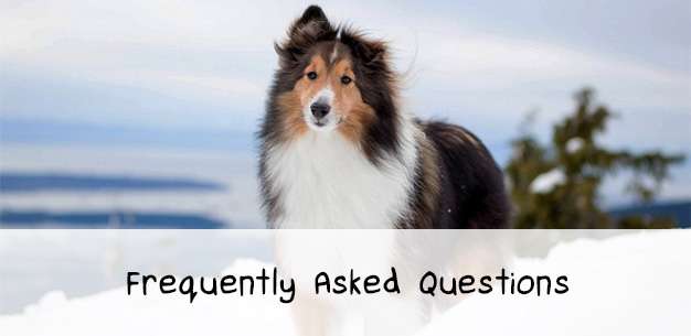 The Shetland Sheepdog FAQ