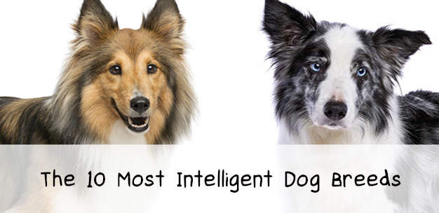 Top 10 Most Intelligent Dog Breeds List